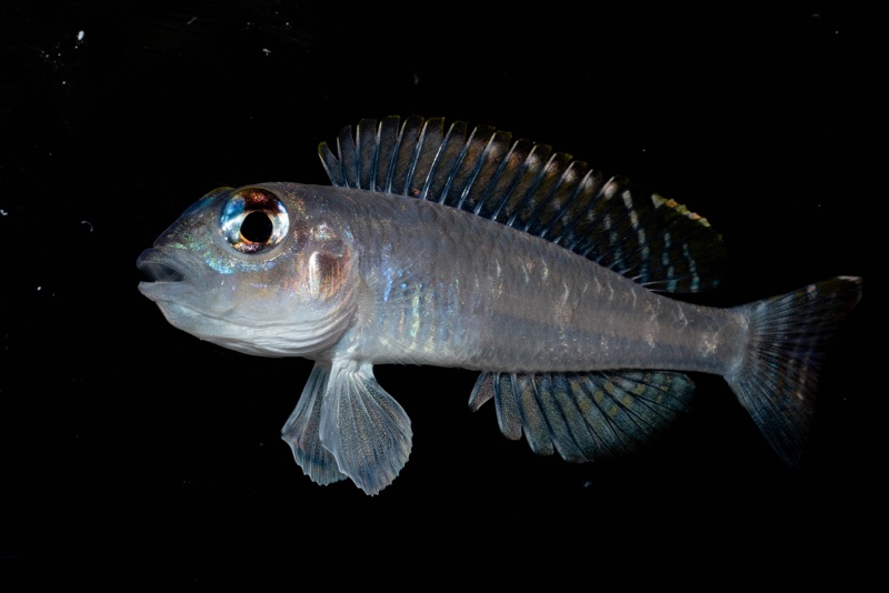 Lamprologus laparogramma 'Namansi'